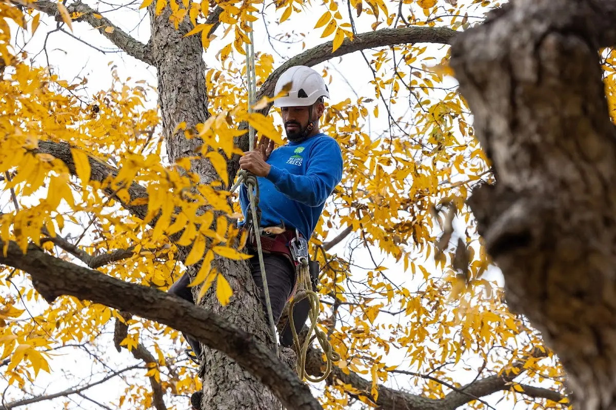 Skilled Tree Planing crew working in Port Royal