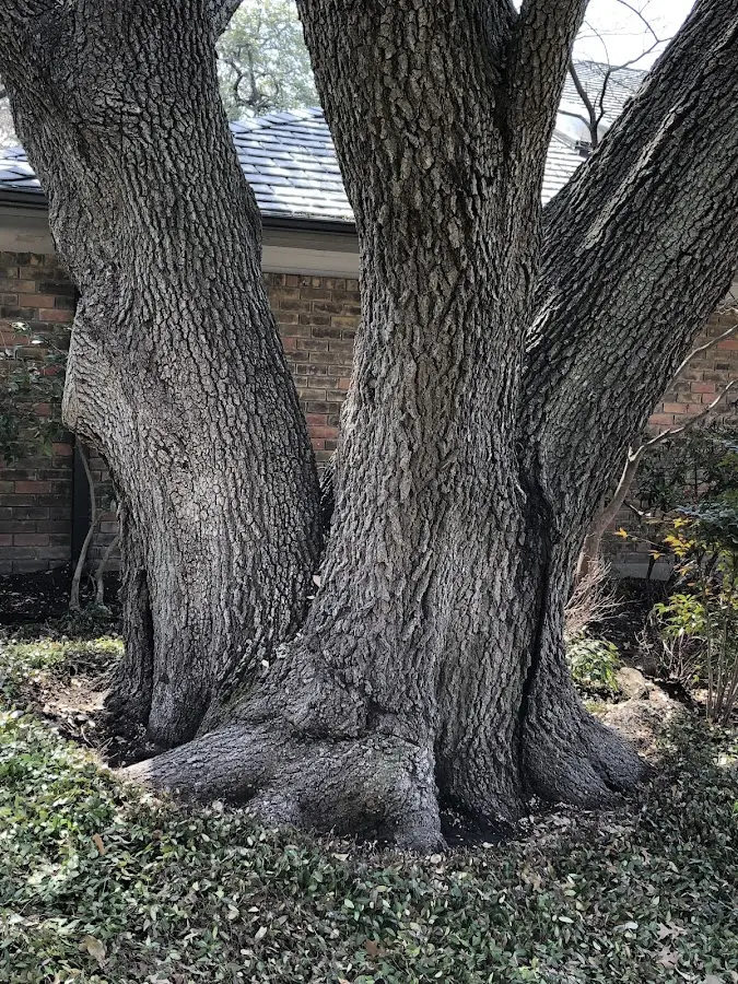 Mature heritage tree close to a Port Royal property cared for by certified arborists